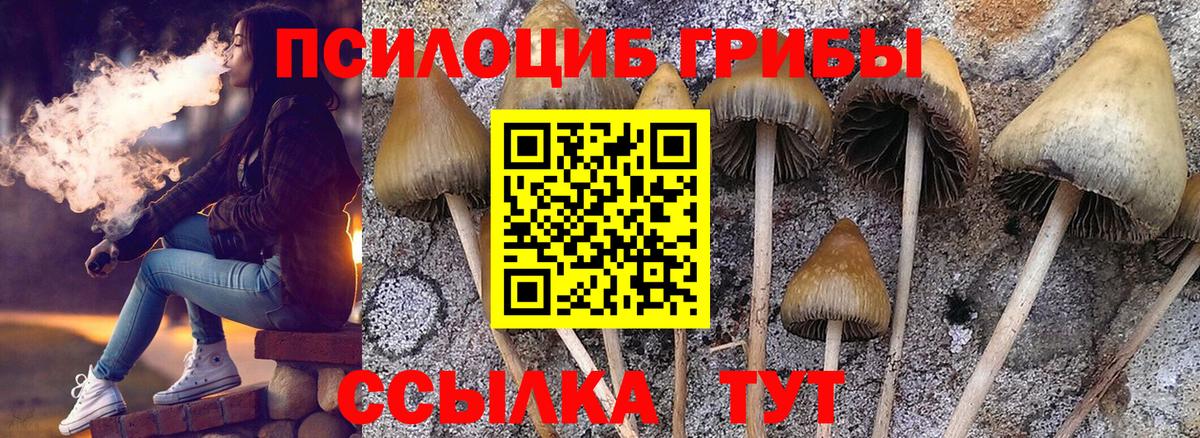 Псилоцибиновые грибы Psilocybe  дарнет шоп  Вход с VPN  Гусиноозёрск  Псилоцибиновые грибы Psilocybe 
